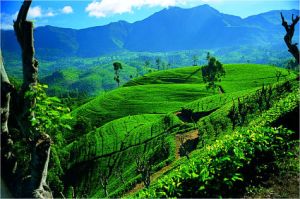 Ceylon Tea Trails