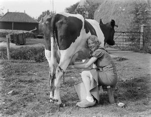 Beautiful Woman Milking Cow