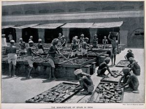 Manufacture of Opium in India