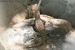 Lizard on a Rock Lizard on a Rock