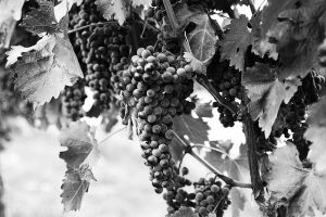 Wine Grapes