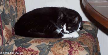 Kitty Waits for Tea Kitty Waits for Tea