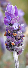 Lavender blossoms