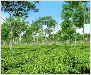 One of the many McLeod Russel tea gardens