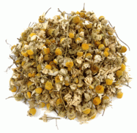 Nile Delta Camomile