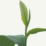 tealeaves Lots of healthy benefits in them thar tea leaves?