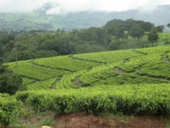 Verdant tea fields