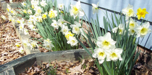 Plant the bulbs in Winter for blooms like this in Spring
