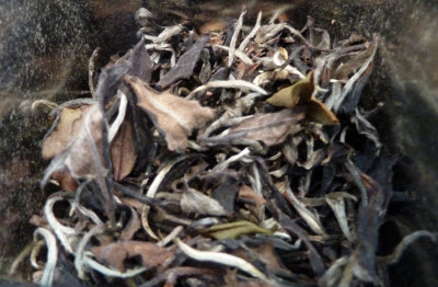 Forest White Hawaiian Tea