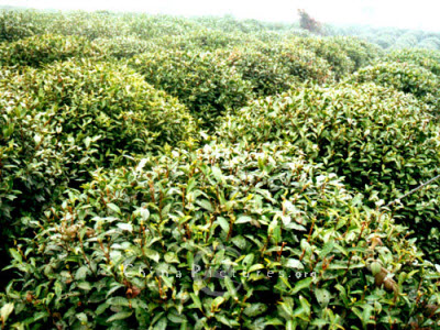 Chinese tea in the field sooner or later goes to auction