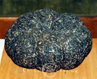 It’s not a rotted pumpkin. It’s a pu-erh tea cake!
