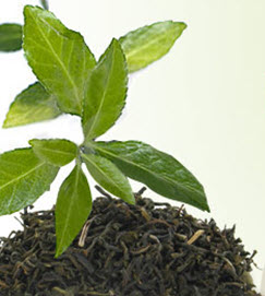 Fine terroir and fine tea plants combined with fine tending by knowledgeable humans make “grand cru” teas!