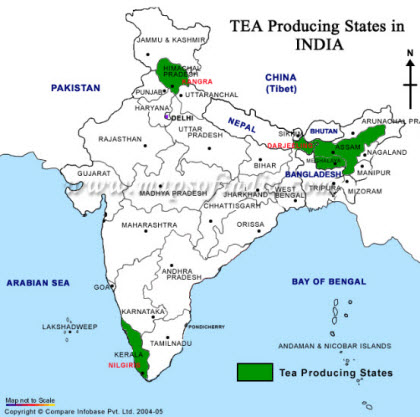 Tea Producing States in India