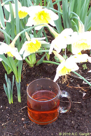Toast your gardening skills on June 6th with tea and get a real workout.   
