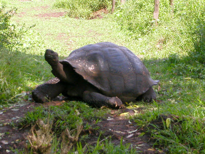 You don’t really have to crawl to do a tea room crawl!