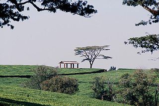 Malawi Tea Estate (Photo source: Wikipedia)