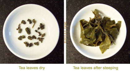 Sumatra Oolong Barisan – the small pellet shapes on the left steeped up to large leaf pieces, mostly whole, on the right. (Photo source: A.C. Cargill, all rights reserved)