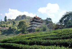 A view of a tea garden in northern Thailand. (Photo source: Thomas Kasper)