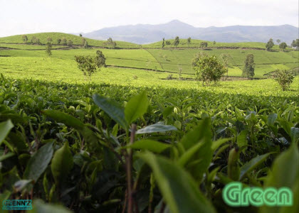 Tea gardens stretching to the horizon. (Photo source: stock image)