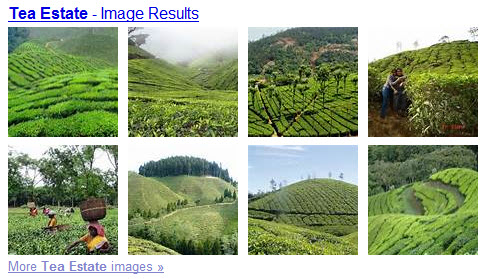A tea estate by any other name would be just as beautiful. (Yahoo! Images)