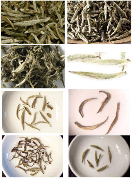 Silver Needle Versions