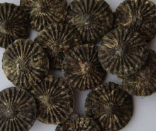 Tea “coins”? Were those mini-discs really a way of packaging tea for easy use when trading? (Yahoo! images)