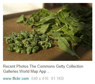 Tea leaves before and after processing (Yahoo! Images)