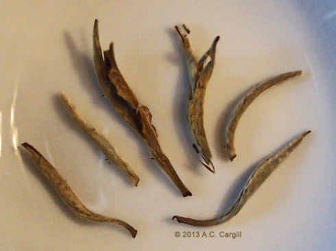 (Photo by A.C. Cargill, all rights reserved)