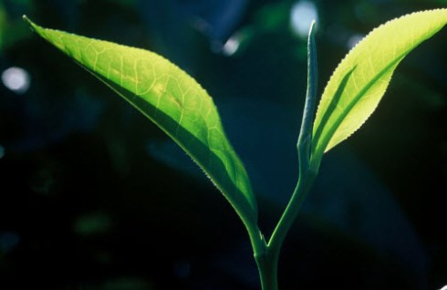 A relative of those gorgeous blooming bushes in your yard? (Stock image)