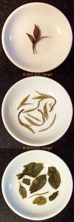 Top to bottom: black tea, Dragon Pearl green tea, and Spring Pouchong oolong tea. (Photo by A.C. Cargill, all rights reserved)