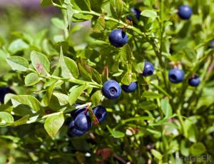 huckleberry-plant